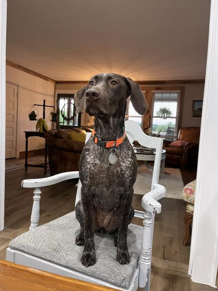 /Images/uploads/Southeast German Shorthaired Pointer Rescue/segspcalendarcontest/entries/33581.jpg